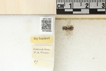 Media type: image;   Entomology 768985 Aspect: Labels